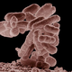 Illustration for article titled The experiment that showed how DNA replicates itself